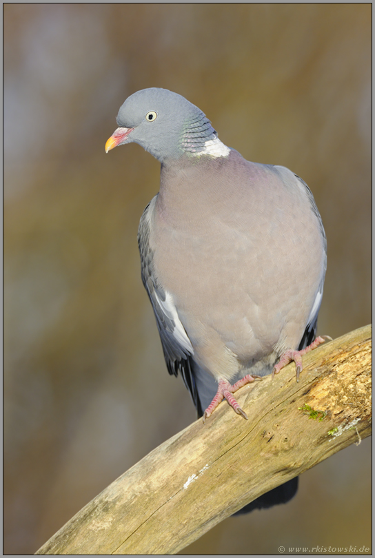 die Vorhut... Ringeltaube *Columba palumbus*