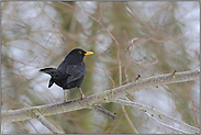 leuchtend orange... Amsel *Turdus merula*