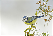 klein und zierlich... Blaumeise *Cyanistes caeruleus*