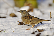 unauffällig... Heckenbraunelle *Prunella modularis*