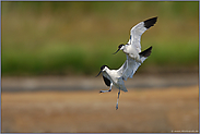 Tanz der Säbelschnäbler * Recurvirostra avosetta*