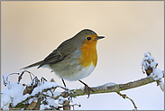 dämmerungsaktiv... Rotkehlchen *Erithacus rubecula*