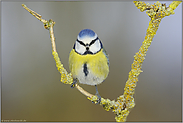 Blickkontakt... Blaumeise *Cyanistes caeruleus*