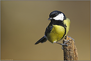 eine kleine Herausforderung... Kohlmeise *Parus major*