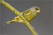 der Blick herab... Grünfink *Carduelis chloris*