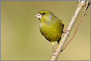 grüngelb... Grünfink *Carduelis chloris*