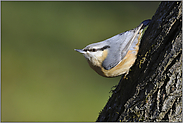 im Streiflicht "Vogel des Jahres 2006"... Kleiber *Sitta europaea*