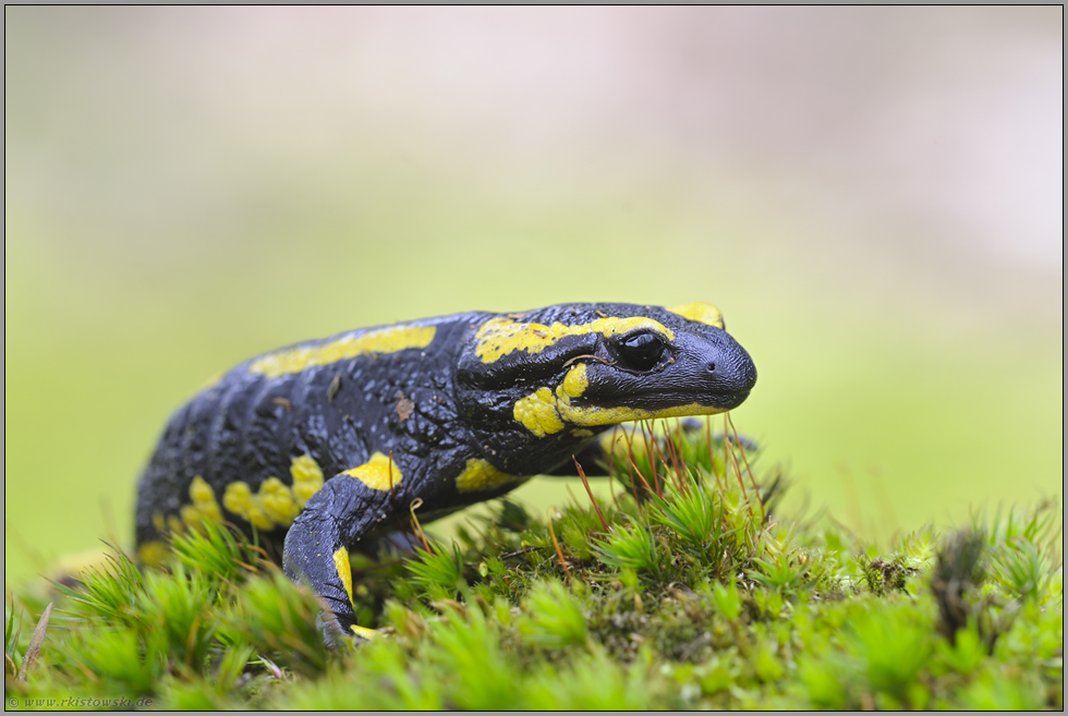 Fire Salamander