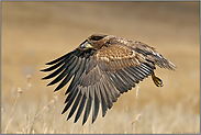 Jungspund... Seeadler *Haliaeetus albicilla*