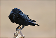 Odins Vogel... Kolkrabe *Corvus corax*