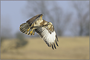 unser häufigster Greif... Mäusebussard *Buteo buteo*