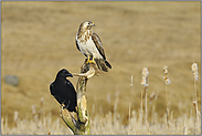 in Eintracht... Mäusebussard *Buteo buteo* und Kolkrabe *Corvus corax*