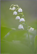 der Mai ist gekommen... Maiglöckchen *Convallaria majalis*