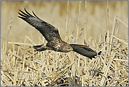 im Schilf... Mäusebussard *Buteo buteo*