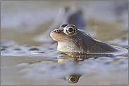 fast geschafft... Moorfrosch *Rana arvalis*