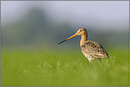 Wiesenlimikole... Uferschnepfe *Limosa limosa*