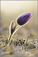 bei Sonnenaufgang... Kuhschelle *Pulsatilla vulgaris *