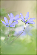 ganz zart... Leberblümchen *Anemone hepatica*