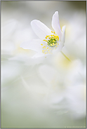 vergänglich... Buschwindröschen *Anemone nemorosa*