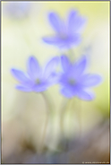 kleine Spielerei... Leberblümchen *Anemone hepatica*