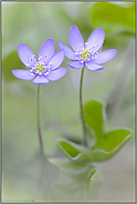 heilbringend... Leberblümchen *Anemone hepatica*