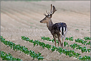 auf dem Kartoffelacker... Damhirsch *Dama dama*