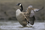 Badetag... Kanadagans *Branta canadensis*