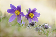 voll erblüht... Kuhschellen *Pulsatilla vulgaris *