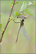 im Gebüsch... Falkenlibelle *Cordulia aenea*