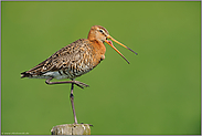 bis hierhin... Uferschnepfe *Limosa limosa*