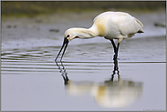 im flachen Wasser... Löffler *Platalea leucorodia*