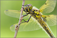 in Ruhestellung... Vierfleck *Libellula quadrimaculata*