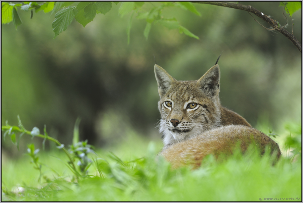 ruhend... Eurasischer Luchs *Lynx lynx*