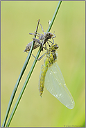 ganz schön alt... Großer Blaupfeil *Orthetrum cancellatum*