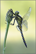 bei Sonnenaufgang... Großer Blaupfeil *Orthetrum cancellatum*