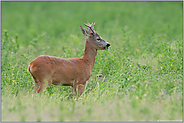 bei der Äsung...   Rehbock *Capreolus capreolus*