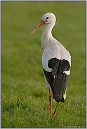 elegant... Weißstorch *Ciconia ciconia*