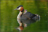 Geplärre...  Haubentaucher *Podiceps cristatus*