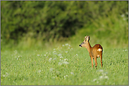 sichernd... Rehbock *Capreolus capreolus*