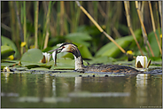 erfolgreicher Jäger... Haubentaucher *Podiceps cristatus*