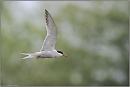 beringt... Flußseeschwalbe *Sterna hirundo*