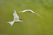 Futterneid... Flußseeschwalbe *Sterna hirundo*