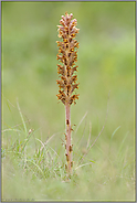 ziemlich farblos... Große Sommerwurz *Orobanche elatior*