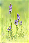 geizig... Geflecktes Knabenkraut  *Dactylorhiza maculata*