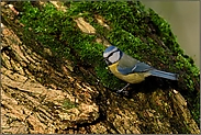 an der Fütterung...   Blaumeise *Parus caeruleus*