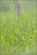 aufblühend... Mücken-Händelwurz *Gymnadenia conopsea*