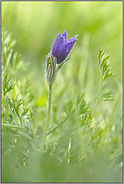 das gibt's doch nicht... Küchenschelle *Pulsatilla vulgaris *