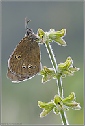 weit verbreitet... Brauner Waldvogel *Aphantopus hyperantus*