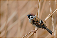 Winterbeobachtung... Feldsperling *Passer montanus*