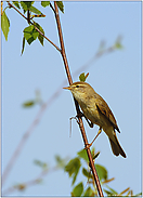 ein Laubsänger... Fitis  *Phylloscopus trochilus*